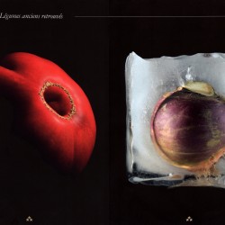 magazine-trois-etoiles-pauline-daniel-photographie-tomate-rutabaga