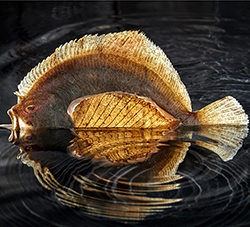 poisson-photographie-mer-Pauline-Daniel-031